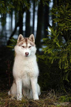 Noble's Serena JS __thank you Andrey Ershov for photo