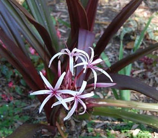 珍しい赤色のクリナム大苗　（見本）  品種：crinum asiaticum procerum  葉っぱは日光が当たればどんどん赤みが増します。普通のハマユウとは違い赤色ですので珍しいです。 なかなか流通しない赤色のハマユウ（浜木綿）。 写真の葉は緑ですが日光に当てれば赤くなりますのでご安心ください。株分けした苗です。  大苗　３４００円　完売