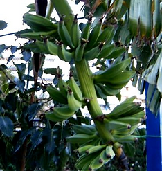 へレンズバナナ 学名:Musa sp. Helen's Hybrid 原産国:ヒマラヤ東部 すごく耐寒性のある種類です。果実には種はありますが甘く香りの良い美味な バナナです。