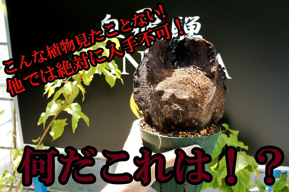 誰も見たことのないリュウビンタイを新しい形で販売。国内では流通していない非常に珍しいリュウビンタイ苗木の販売。これ1つで最高のインテリア植物に変身します。今流通しているリュウビンタイ苗がつまらないと思う方、このリュウビンタイを是非お勧めします。だれも手に入れたことのない植物、それがこのリュウビンタイ苗