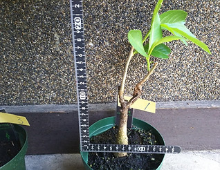 ３年物のバオバブ中苗木（ADANSONIA DIGITATA）　Ｎｏ１　 写真が現品  これからもっと新芽は出ていきます。