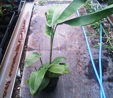 ヘリコニア・ロストラータ数本入りセット/(Heliconia rostrat) 見本 学名 :Heliconia rostrat 原産: 南太平洋 芭蕉科 葉っぱはバナナに似ているヘリコニア。大きくならないので室内で管理ができる。 この変わった花が咲き人を寄せ付ける。 高温多湿を好み寒さには強くありません。 耐寒性も5度程度までOKなので冬は室内で大丈夫。 ドワーフなので1m前後で開花します。 数本入りセット 3400円 完売