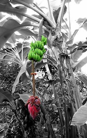 寒さや害虫にも強い食用のアイスクリームバナナ苗販売。その名の通りアイスクリーム（バニラ）の味がする耐寒性の食用バナナ。耐寒性も優れていて冬越し可能な品種。日本でも耐寒性があり美味しいと人気の品種。海外でも耐寒性が強く味は美味しいと有名な品種です。ドワーフオリノコバナナ、アイスクリームバナナ