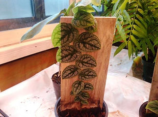 限定販売・クライマー！モンステラ・ドゥビア大株  モンステラ・ドゥビア  学名：Monstera dubia  数量限定でクライマーを販売。希少種なのでなかなか手に入らない。コレクター向きです。壁に張り付いて登っていく植物なのでおもろいです。※写真現品  １鉢 　４９００円　完売
