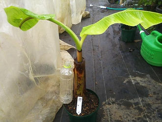 耐寒性食用バナナ・アイスクリームバナナ超極太苗　（見本） 品種：アイスクリームバナナ 学名：Ｍusa icecream 超極太苗　５９００円 　ご注文はこちら