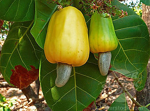 １本限定！カシューナッツ特大木・挿し木で根を張らせています・写真現品  Anacardium occidentale  ウルシ科　原産地:ブラジル カシューアップルと呼ばれる果肉には、リンゴに似た芳香があり、生食用、もしくはジャム、チャツネ、ジュース、酒（インドのフェニーなど）などの原料として利用されている。  1本限定のため売り切れ次第販売終了になります。  特大木　１９８００円　ご注文はこちら