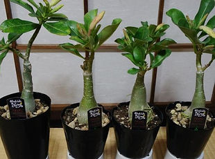 砂漠のバラ（アデニウム・オベスム）苗木  学名：Adenium obesum  砂漠のバラと呼ばれているぐらい美しい花を咲かせます。種から育てないと写真のようにはなりません。原産地から輸入をした苗木になります。ずんぐりむっくりした独特の形が魅力的。デザート・ローズと呼ばれ日本では砂漠のバラと流通している。  詳しい専用ページも作成しています