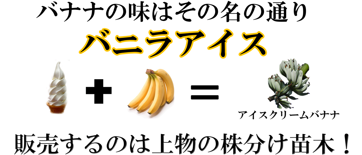 耐寒性食用アイスクリームバナナ苗販売 味はバニラ風味の珍しい寒さに強いバナナ 耐寒性食用アイスクリームバナナ苗販売 味はバニラ風味の珍しい寒さに強いバナナ