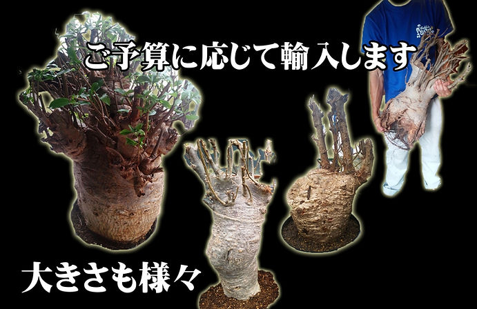 巨大クラスのバオバブの木も輸入