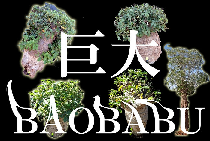 巨大クラスのバオバブの木も輸入