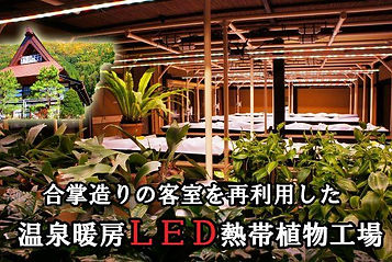 2015.3月に温泉暖房によるＬＥＤ熱帯植物工場が完成しました。詳細は専用ページを拝見くださいませ。