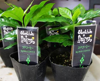 ハワイで有名な希少価値のコナコーヒー苗・格安にしています　写真見本 C. arabica 'Kona' 原産地：ハワイ コーヒーの中では希少価値があり有名なコナコーヒー。なかなか流通しないコナコーヒーを格安にしています。 一般的なコーヒーの木とは味が異なります。輸入した種子で増やした苗木です。 １鉢   　　　　　 ７００円　　 ２鉢セット　　１３００円   ３鉢セット　　１９５０円 ４鉢セット　　２６００円　　ご注文はこちら