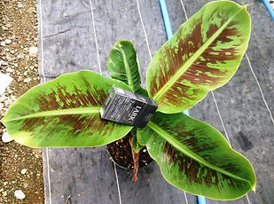 食用の三尺バナナ中苗！株分けした吸芽 三尺バナナはあまり大きくならず鉢植えで室内でも十分楽しめます。 耐寒性は5度程度。食用のバナナです。沖縄では有名なバナナですね。 ※他で売られているメリクロン苗とは違い自社農園で収穫量が多い苗木を選び株分けした苗になります。ですので大量生産はできませんので数はわずかです。 ​珍しい品種ではないので比較的どこでも入手しやすい。