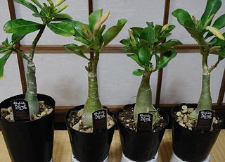 砂漠のバラ（アデニウム・オベスム）苗木  学名：Adenium obesum  砂漠のバラと呼ばれているぐらい美しい花を咲かせます。種から育てないと写真のようにはなりません。原産地から輸入をした苗木になります。ずんぐりむっくりした独特の形が魅力的。デザート・ローズと呼ばれ日本では砂漠のバラと流通している。  詳しい専用ページも作成しています