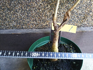 ３年物のバオバブ中苗木（ADANSONIA DIGITATA）　Ｎｏ１　 写真が現品  これからもっと新芽は出ていきます。