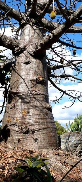 バオバブ（英名：Baobab、学名：Adansonia）はアオイ目アオイ科（クロンキスト体系や新エングラー体系ではパンヤ科）バオバブ属の総称のこと。 「バオバブ」の名は、16世紀に北アフリカを旅し�たイタリア人植物学者が「バ・オバブ」と著書に記したのが始まり