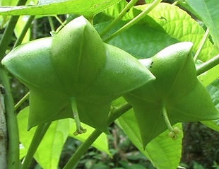 サチャインチ（グリーンナッツ）２苗セット トウダイグサ科 学名：Plukenetia volubilis 原産国：アマゾン地帯 話題のオメガ３をたくさん含む高級オイル（グリーンナッツオイル）の原材料。  （株）奥飛騨ファームでは２０１１年から商業的大規模栽培に着手しています。栽培も成功し国内の温暖な地域でしたら栽培可能。鉢植えで冬は室内管理も可能。  ２苗セット　１５００円　販売予定はない状態です