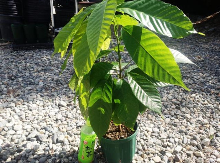 カカオ苗1つ トリニタリオ種 ガーナ産 実生苗 | perkebunan.sariagri.id