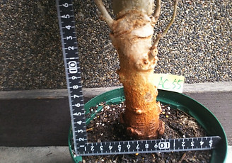 １０年物のバオバブ大苗木（ADANSONIA DIGITATA）　Ｎｏ２１ 写真が現品 これからもっと新芽は出ていきます。限定生産です。しかもかなりお得な価格にしています。 大苗　９０００円　ご注文はこちら