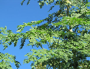 学名： Moringa oleifera  モリンガ茶で有名なモリンガ。葉・花・種子・鞘のすべてが食用になります。  モリンガは、捨てるところがまったくない。栽培も簡単な植物です。