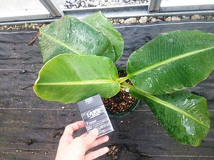輸入したトゥルーリタイニーバナナ中苗 学名:Musa TrulyTiny この品種も超小型品種です。開花の大きさはスーパーミニバナナとさほど変わりませんが、トゥルーリタイニーバナナの方が小さい感じがします。味は甘くておいしい。弊社で開花済です。鉢植えで開花いけます。耐寒性はありません。5度下回らない環境が理想。 輸入苗木にしては激安価格にしています。