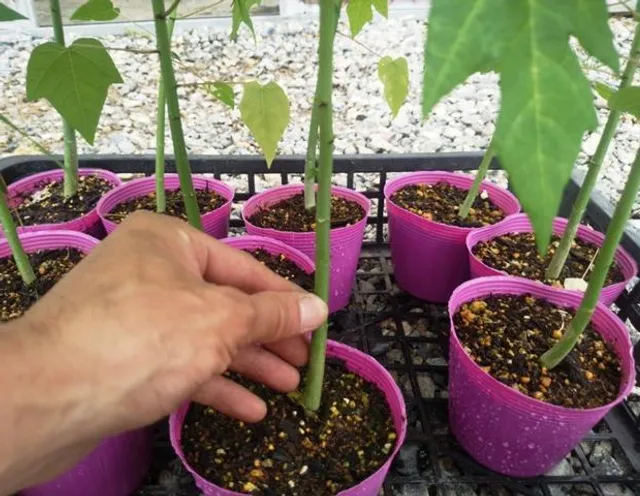 熱帯花木 トロピカルフラワー 熱帯果樹 苗木販売ジャボチカバ コウモリラン アセロラ ばコナコーヒーの木