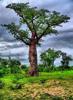 バオバブ(英名:Baobab、学名:Adansonia)はアオイ目アオイ科(クロンキスト体系や新エングラー体系ではパンヤ科)バオバブ属の総称のこと。 「バオバブ」の名は、16世紀に北アフリカを旅したイタリア人植物学者が「バ・オバブ」と著書に記したのが始まり