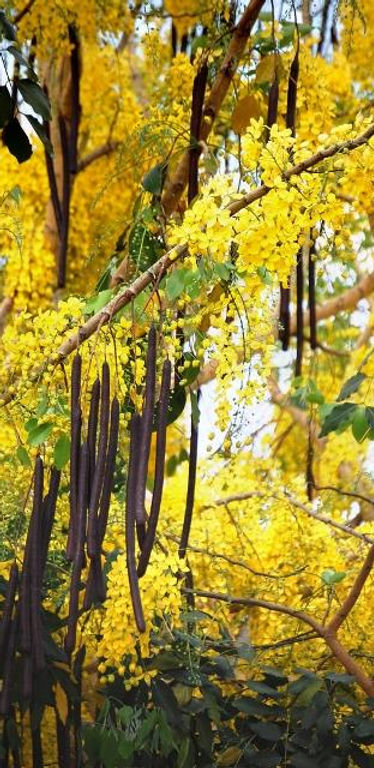 イエロードワーフココヤシの特大苗 無農薬 丸い