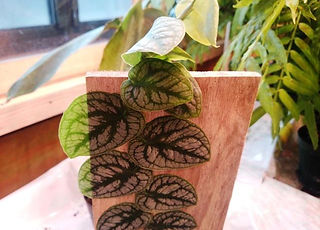 限定販売・クライマー！モンステラ・ドゥビア大株  モンステラ・ドゥビア  学名：Monstera dubia  数量限定でクライマーを販売。希少種なのでなかなか手に入らない。コレクター向きです。壁に張り付いて登っていく植物なのでおもろいです。※写真現品  １鉢 　４９００円　完売