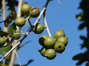 人気のマカダミアナッツ（ボーモント）　　　発芽の様子はこちら Macadamia integrifolia x M. tetraphylla  誰もが耳にしたことがあるマカダミアナッツ。交配により新しくできた品種です。 花はきれいなピンク色の花を咲かせます。早くて４年で実がなりますよ。 種まきの前には数日間は水に浸けます。発芽はおそいので気長に待ってください。 寒さには弱いので冬は室内で管理してください。  　５粒　　９００円 　完売  １０粒　１７００円 　