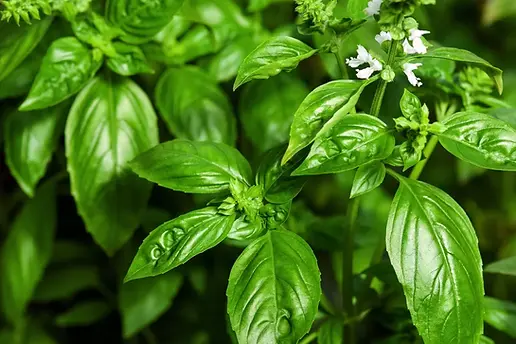 albahaca 1.jpg