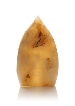 Seed
