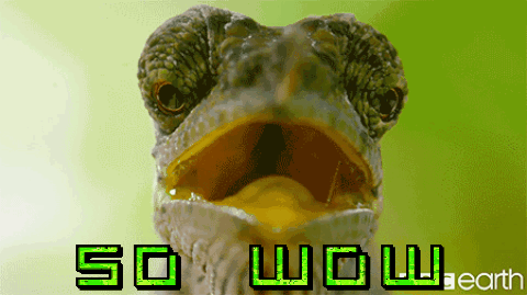 giphy.gif
