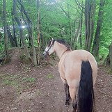 Pferd steht frei im Wald