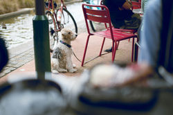 19517236851_f8a0de90d1_b