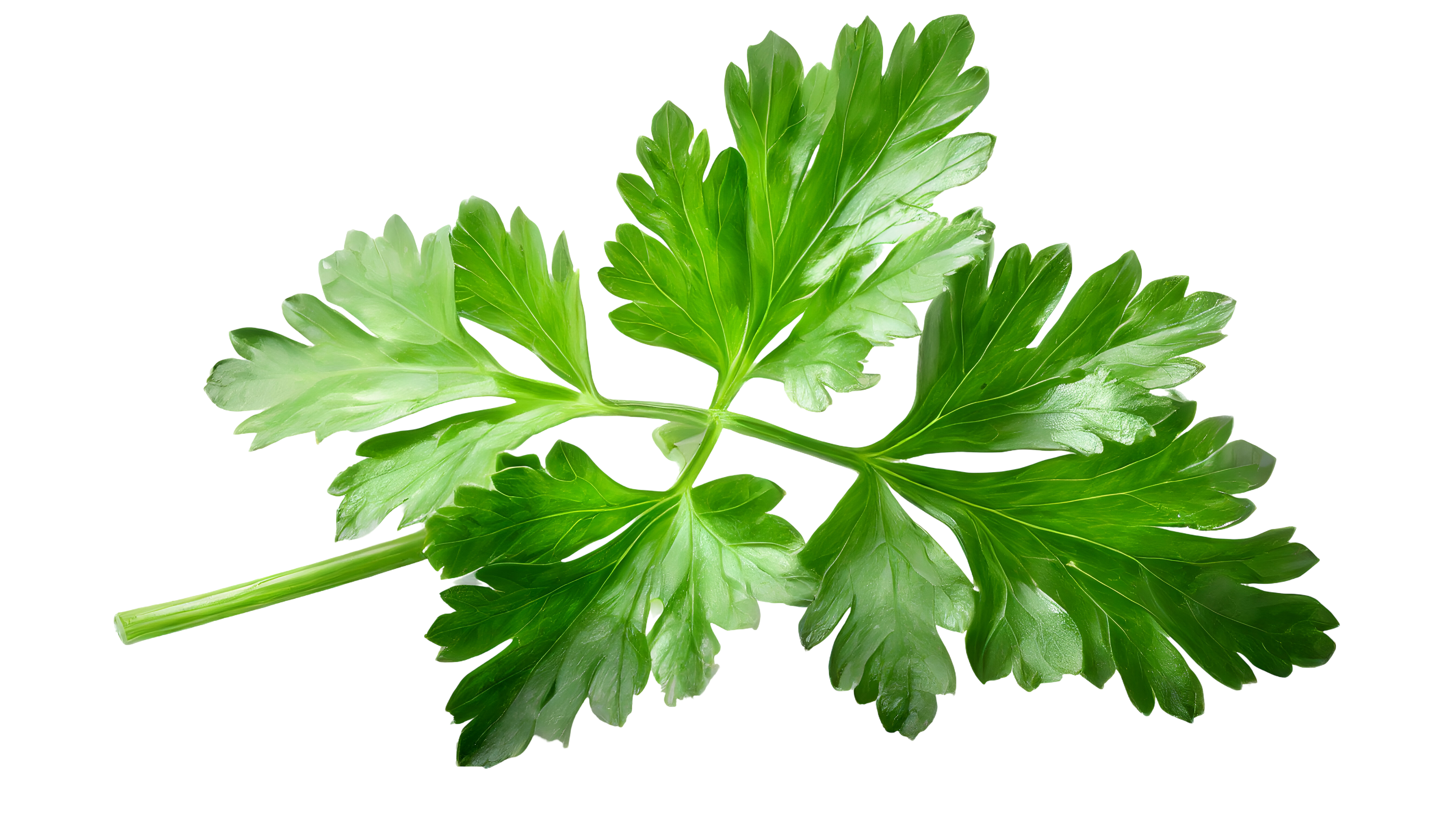 Зелени листа от магданоз, кулинарна билка, детайлна снимка, ДИВ ЛУК, на черен фон.