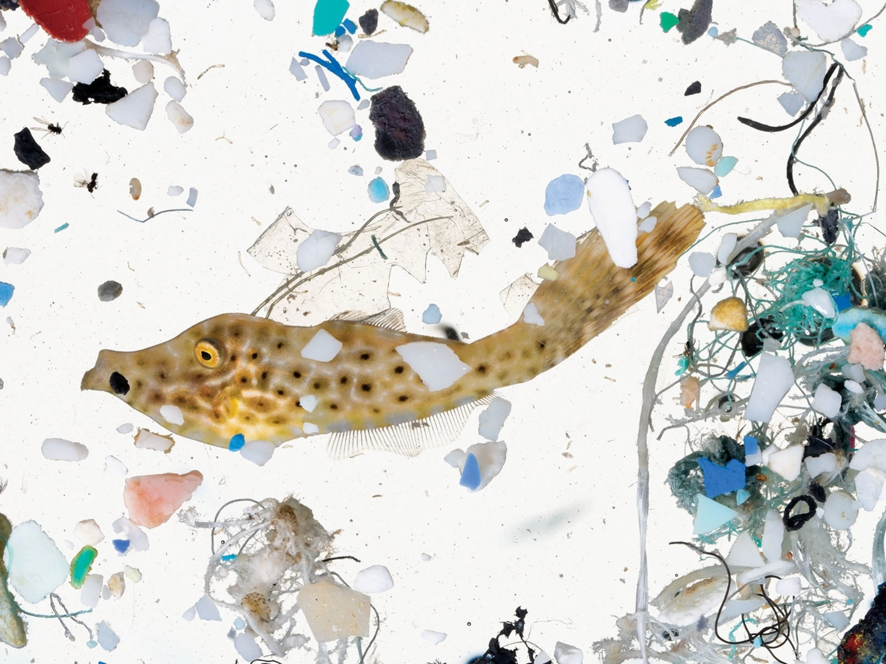 marine-plastic-ocean-fish-microplastic-12_4x3.webp
