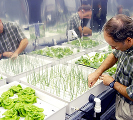 Hydroponic_onions,_NASA_--_17_June_2004.jpg