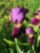IMG_8429.jpeg