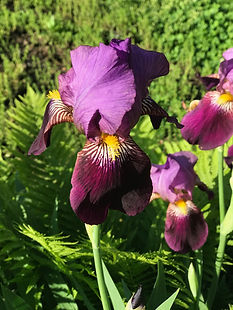 IMG_8429.jpeg