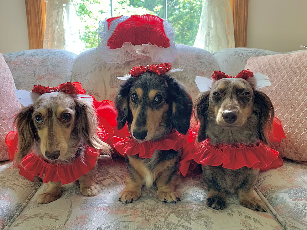 Doxie Fashion Show!