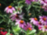 IMG_0418.jpeg