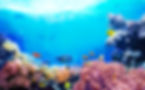 Animals of the underwater sea world Ecosystem Colorful tropical fish Life in the coral ree