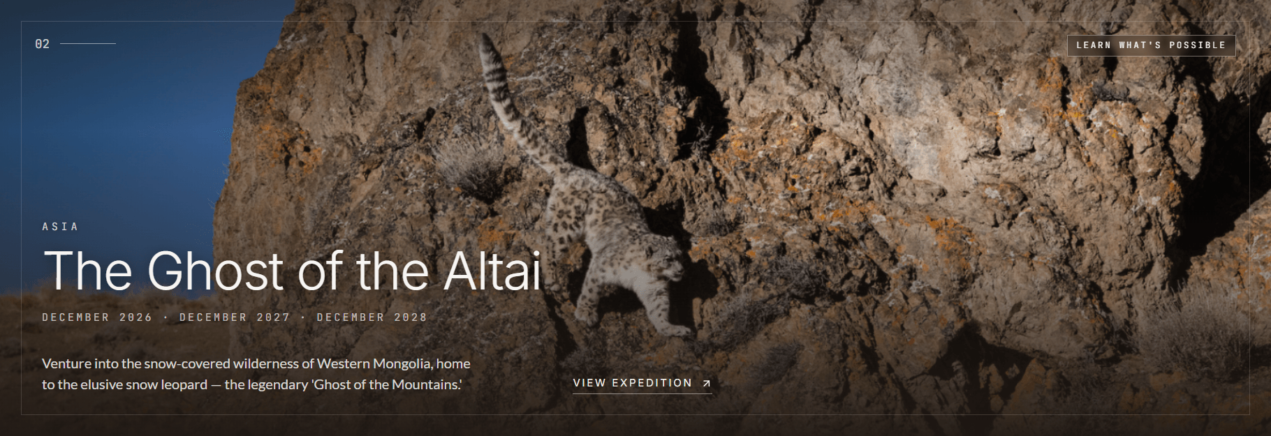 Mongolia Snow Leopard