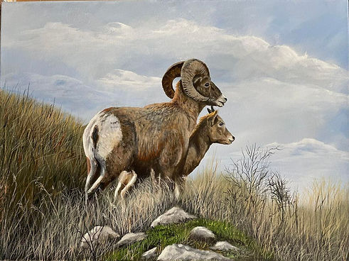 Kathy Kautz Art- Bighorn Sheep- Acrylic Painting