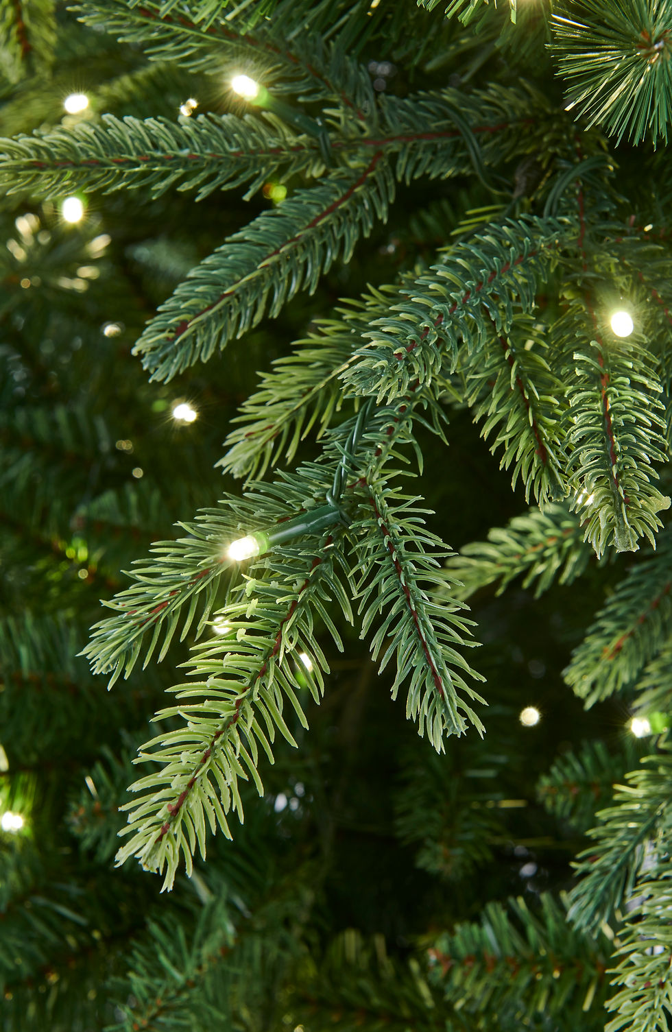 Thumbnail: Royal Fir