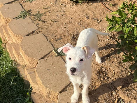 Alli at her forever home.