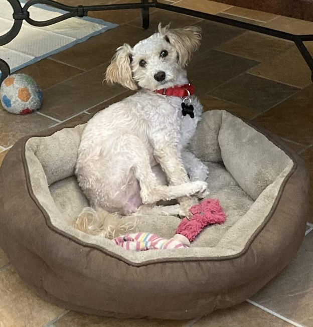 Maize in her Furever Home
