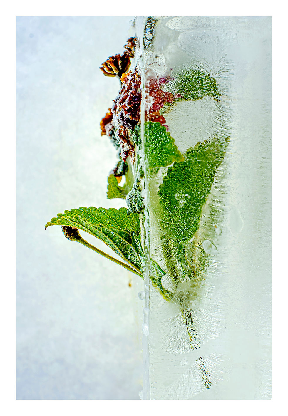 Creating A Body of Work, Frozen flowers #14