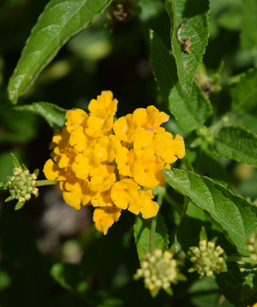 DSC_0010.JPG